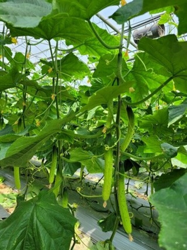 풀무리네,풀무리농장 유기농오이 50개