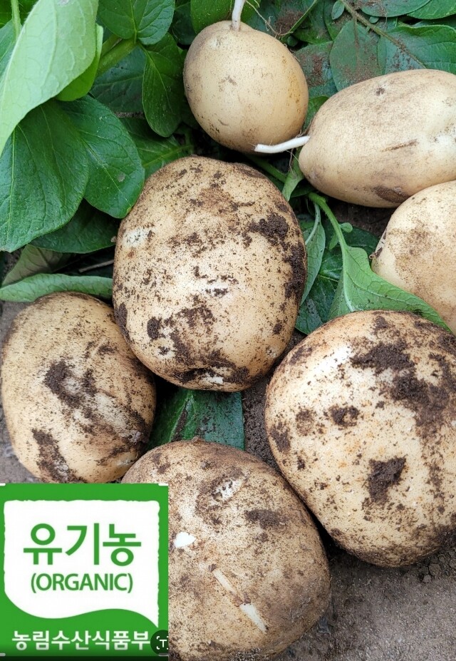풀무리네,유기농 분나는감자  5kg, 10kg,
